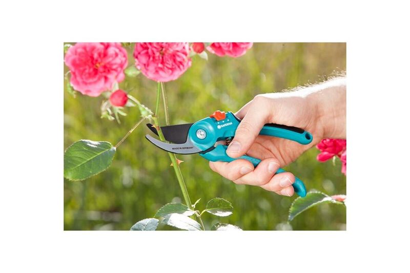 Tijera de mano 22 mm bypass 2 posiciones inox 8857-20 Gardena, siendo utilizada por una mano para podar un rosal